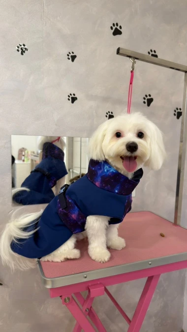 Zimska moda na četiri &scaron;ape: 40 najslađih outfita psića na&scaron;ih čitateljica