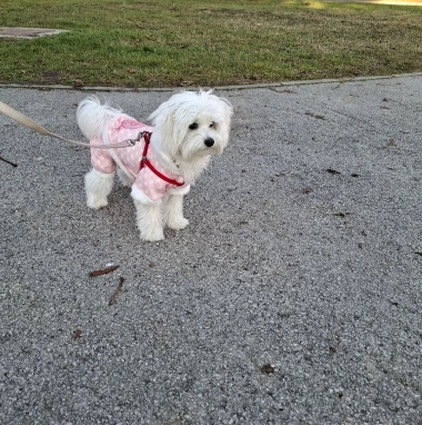 Zimska moda na četiri &scaron;ape: 40 najslađih outfita psića na&scaron;ih čitateljica