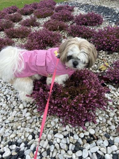 Zimska moda na četiri &scaron;ape: 40 najslađih outfita psića na&scaron;ih čitateljica