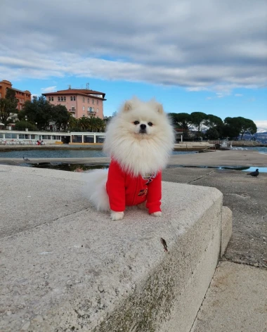 Zimska moda na četiri &scaron;ape: 40 najslađih outfita psića na&scaron;ih čitateljica