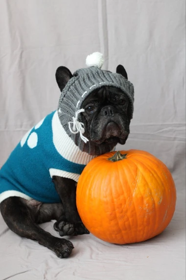 Zimska moda na četiri &scaron;ape: 40 najslađih outfita psića na&scaron;ih čitateljica