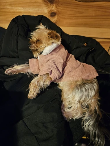 Zimska moda na četiri &scaron;ape: 40 najslađih outfita psića na&scaron;ih čitateljica