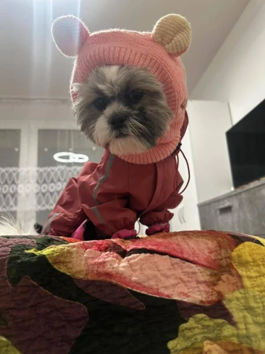 Zimska moda na četiri &scaron;ape: 40 najslađih outfita psića na&scaron;ih čitateljica