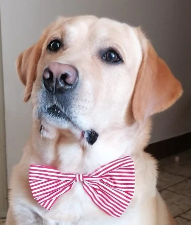 Labradori koji su osvojili srca: 40 najslađih četveronožnih prijatelja na&scaron;ih čitatelja