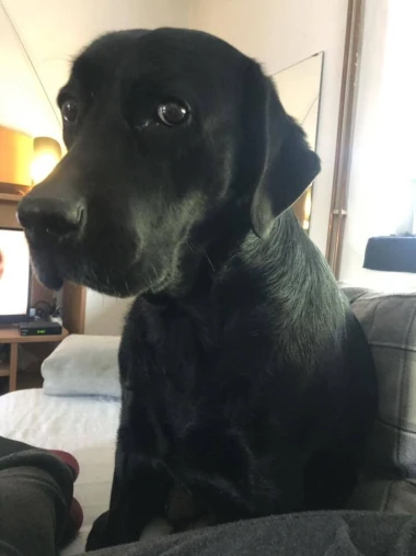 Labradori koji su osvojili srca: 40 najslađih četveronožnih prijatelja na&scaron;ih čitatelja