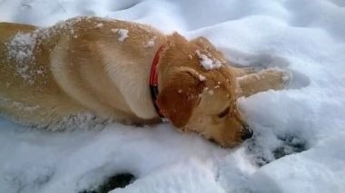Labradori koji su osvojili srca: 40 najslađih četveronožnih prijatelja na&scaron;ih čitatelja