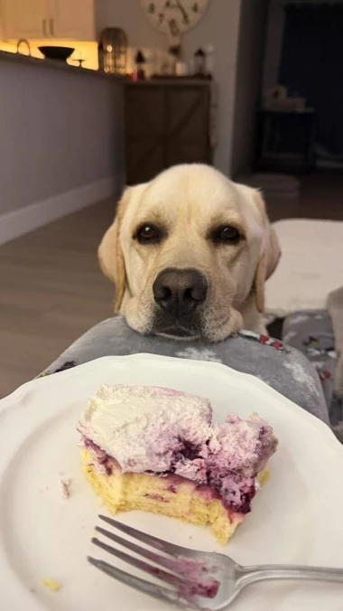 Labradori koji su osvojili srca: 40 najslađih četveronožnih prijatelja na&scaron;ih čitatelja