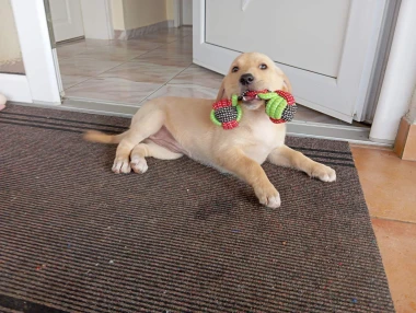 Labradori koji su osvojili srca: 40 najslađih četveronožnih prijatelja na&scaron;ih čitatelja