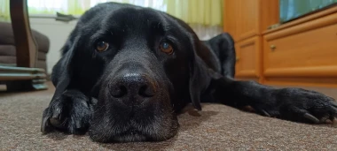 Labradori koji su osvojili srca: 40 najslađih četveronožnih prijatelja na&scaron;ih čitatelja