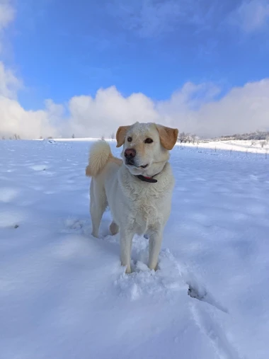 Labradori koji su osvojili srca: 40 najslađih četveronožnih prijatelja na&scaron;ih čitatelja