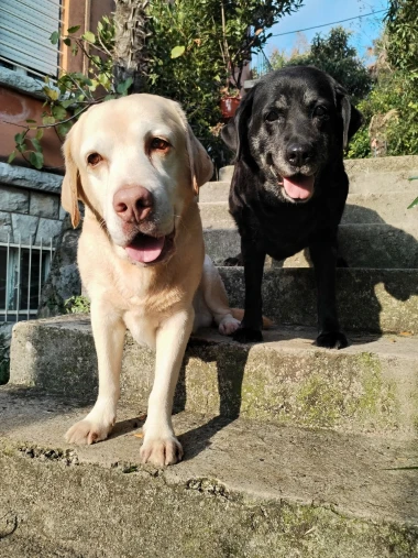 Labradori koji su osvojili srca: 40 najslađih četveronožnih prijatelja na&scaron;ih čitatelja