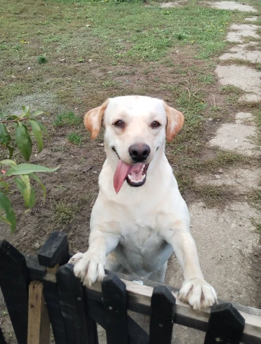 Labradori koji su osvojili srca: 40 najslađih četveronožnih prijatelja na&scaron;ih čitatelja
