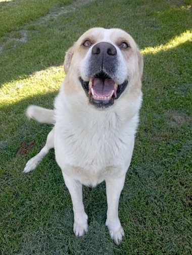 Labradori koji su osvojili srca: 40 najslađih četveronožnih prijatelja na&scaron;ih čitatelja