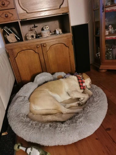 Labradori koji su osvojili srca: 40 najslađih četveronožnih prijatelja na&scaron;ih čitatelja