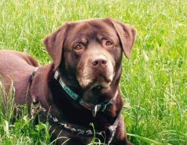 Labradori koji su osvojili srca: 40 najslađih četveronožnih prijatelja na&scaron;ih čitatelja