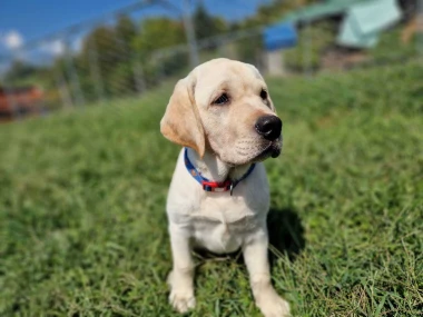 Labradori koji su osvojili srca: 40 najslađih četveronožnih prijatelja na&scaron;ih čitatelja