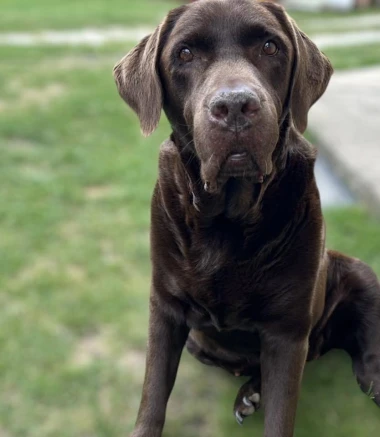 Labradori koji su osvojili srca: 40 najslađih četveronožnih prijatelja na&scaron;ih čitatelja