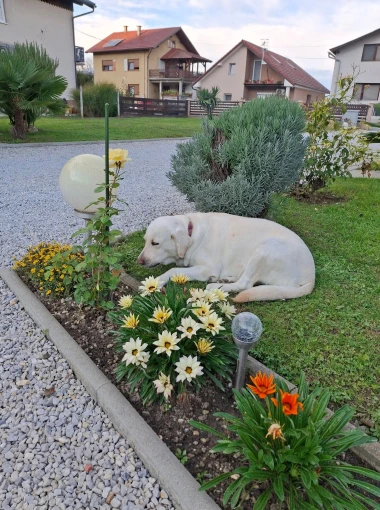 Labradori koji su osvojili srca: 40 najslađih četveronožnih prijatelja na&scaron;ih čitatelja