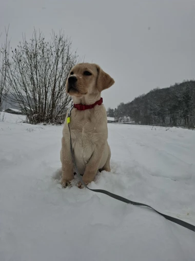 Labradori koji su osvojili srca: 40 najslađih četveronožnih prijatelja na&scaron;ih čitatelja