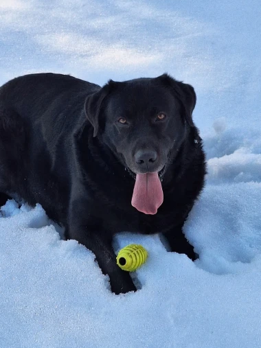 Labradori koji su osvojili srca: 40 najslađih četveronožnih prijatelja na&scaron;ih čitatelja