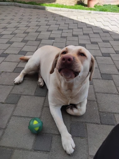 Labradori koji su osvojili srca: 40 najslađih četveronožnih prijatelja na&scaron;ih čitatelja