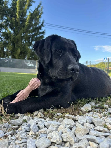 Labradori koji su osvojili srca: 40 najslađih četveronožnih prijatelja na&scaron;ih čitatelja