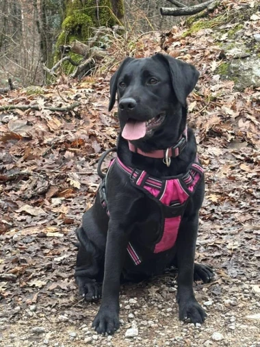 Labradori koji su osvojili srca: 40 najslađih četveronožnih prijatelja na&scaron;ih čitatelja
