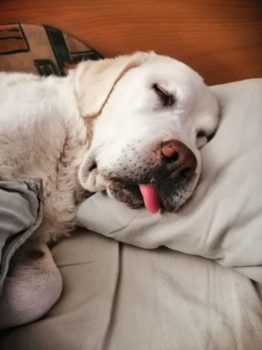 Labradori koji su osvojili srca: 40 najslađih četveronožnih prijatelja na&scaron;ih čitatelja