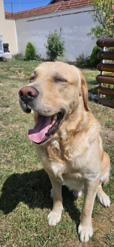 Labradori koji su osvojili srca: 40 najslađih četveronožnih prijatelja na&scaron;ih čitatelja