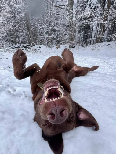 Labradori koji su osvojili srca: 40 najslađih četveronožnih prijatelja na&scaron;ih čitatelja