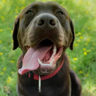 Labradori koji su osvojili srca: 40 najslađih četveronožnih prijatelja na&scaron;ih čitatelja