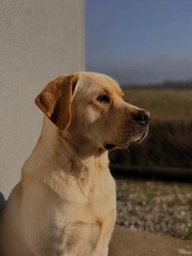 Labradori koji su osvojili srca: 40 najslađih četveronožnih prijatelja na&scaron;ih čitatelja