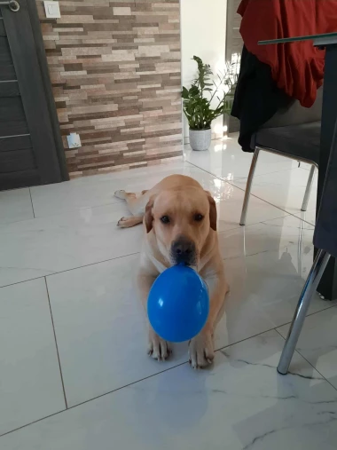 Labradori koji su osvojili srca: 40 najslađih četveronožnih prijatelja na&scaron;ih čitatelja