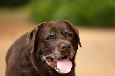Labradori koji su osvojili srca: 40 najslađih četveronožnih prijatelja na&scaron;ih čitatelja
