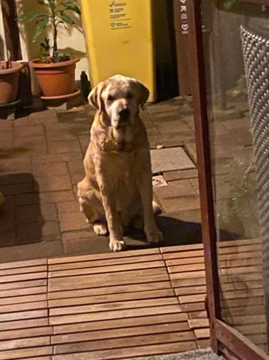 Labradori koji su osvojili srca: 40 najslađih četveronožnih prijatelja na&scaron;ih čitatelja