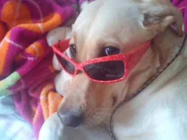 Labradori koji su osvojili srca: 40 najslađih četveronožnih prijatelja na&scaron;ih čitatelja