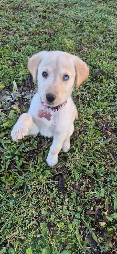 Labradori koji su osvojili srca: 40 najslađih četveronožnih prijatelja na&scaron;ih čitatelja