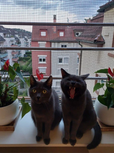 Čitateljice podijelile fotografije preslatkih mačaka &lsquo;na dužnosti&rsquo;