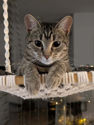 Čitateljice podijelile fotografije preslatkih mačaka &lsquo;na dužnosti&rsquo;