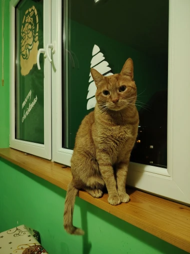 Čitateljice podijelile fotografije preslatkih mačaka &lsquo;na dužnosti&rsquo;