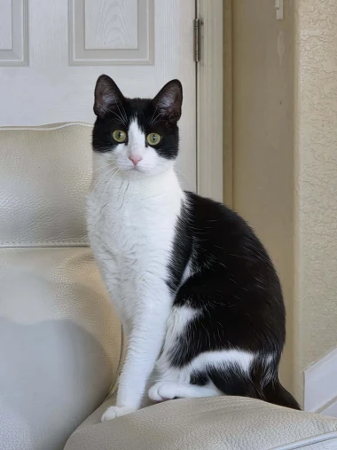 Čitateljice podijelile fotografije preslatkih mačaka &lsquo;na dužnosti&rsquo;