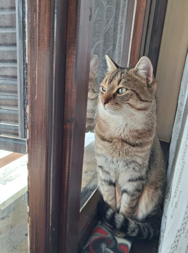 Čitateljice podijelile fotografije preslatkih mačaka &lsquo;na dužnosti&rsquo;