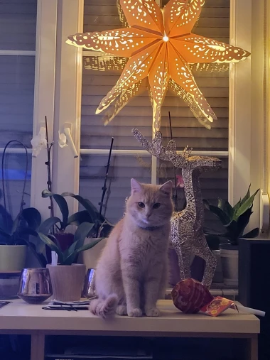 Čitateljice podijelile fotografije preslatkih mačaka &lsquo;na dužnosti&rsquo;