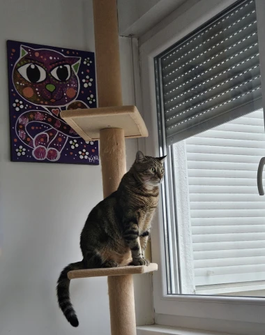 Čitateljice podijelile fotografije preslatkih mačaka &lsquo;na dužnosti&rsquo;