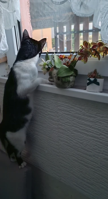 Čitateljice podijelile fotografije preslatkih mačaka &lsquo;na dužnosti&rsquo;