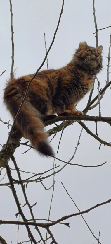 Čitateljice podijelile fotografije preslatkih mačaka &lsquo;na dužnosti&rsquo;
