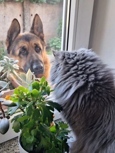 Čitateljice podijelile fotografije preslatkih mačaka &lsquo;na dužnosti&rsquo;