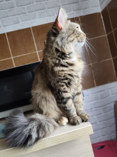 Čitateljice podijelile fotografije preslatkih mačaka &lsquo;na dužnosti&rsquo;