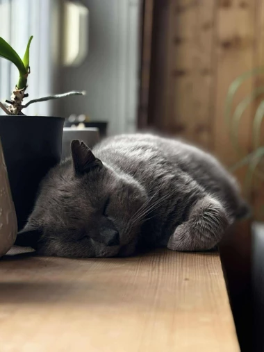 Čitateljice podijelile fotografije preslatkih mačaka &lsquo;na dužnosti&rsquo;