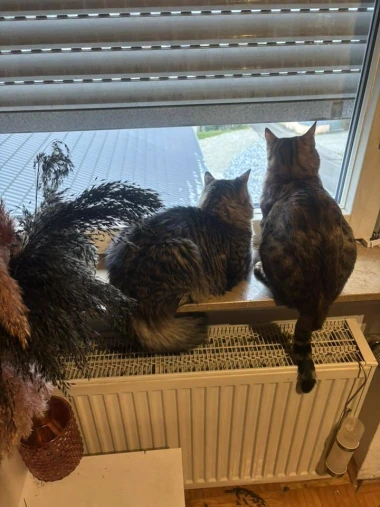 Čitateljice podijelile fotografije preslatkih mačaka &lsquo;na dužnosti&rsquo;